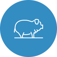 Rinder & Schweine