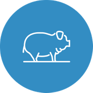 Rinder & Schweine